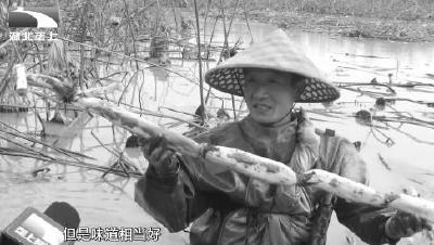 水嫩纤长黄湾藕 长成藕中“白富美”