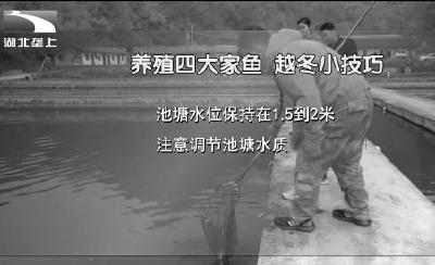 四大家鱼这样养 越冬期间不掉膘