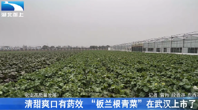 清甜爽口有药效 “板兰根青菜”在武汉上市了