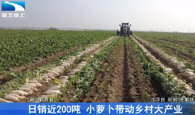 日销近200吨 小萝卜带动乡村大产业