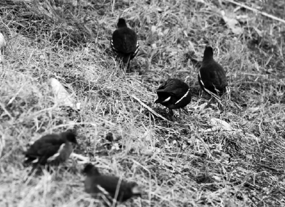 黑水鸡“做客”竹山县城西湿地公园