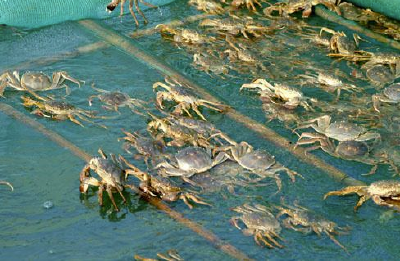 黄石市水产技术推广站采取有效措施助力养好蟹养大蟹