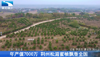产值7000万 荆州松滋蜜柚飘香全国