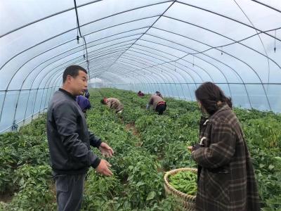 为滞销蔬菜“谋出路” 武汉市各区供销社联合助力解农忧