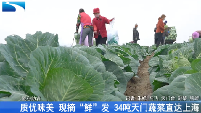 质优味美 现摘“鲜”发 34吨天门蔬菜直达上海