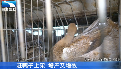 赶鸭子上架 增产又增效