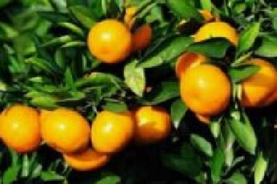 宜昌柑橘销售过六成