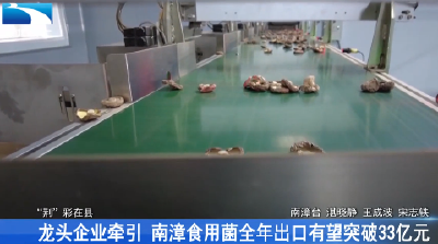 龙头企业牵引 南漳食用菌全年出口有望突破33亿元