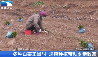 冬种白茶正当时 规模种植带动乡亲致富