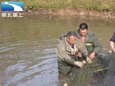 臭水坑变“共享鱼塘” 美了乡村浓了乡情