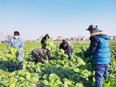 荆州监利菜农15万斤白菜急于出售