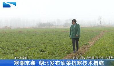 寒潮来袭 湖北发布油菜抗寒技术措施