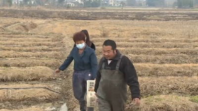 变废为宝！虾稻菇循环种养模式增效益