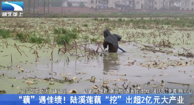“藕”遇佳绩！陆溪莲藕“挖”出超2亿元大产业