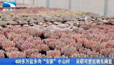 400多万盆多肉“安家”小山村 呆萌可爱远销东南亚
