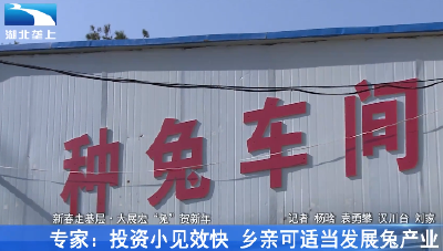 专家：投资小见效快 乡亲可适当发展兔产业
