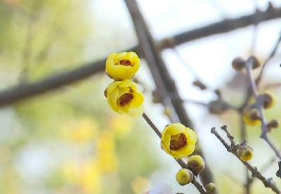 赏花去！武汉东湖蜡梅迎来盛花期