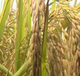2023年全国水稻重大病虫害发生趋势预报