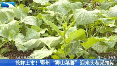 抢鲜上市！鄂州“狮山菜薹”迎来头茬采摘期