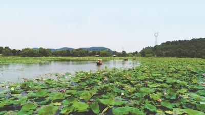 武汉蔡甸：“农”墨重彩勾勒乡村“兴”图景