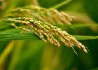 18个品种审定通过，湖北水稻和小麦上新了