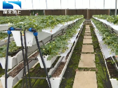 大蒜为邻 空中栽苗 湖北推出草莓种植新模式