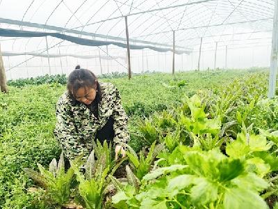 放弃城市生活带着孩子务农 阳新一女子将抛荒地种成致富田