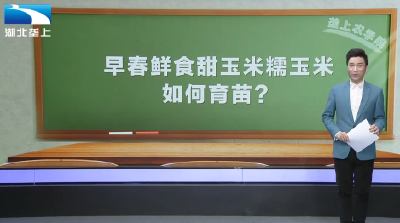 早春鲜食甜玉米糯玉米如何育苗？