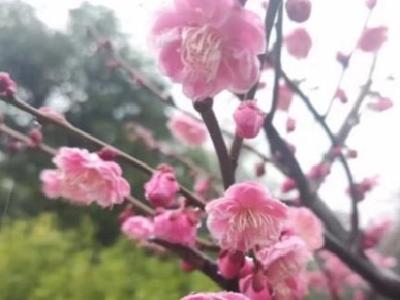 荆州：踏春赏梅正当时 雨中“梅景”别有意趣