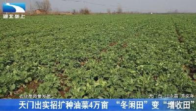 天门出实招扩种油菜4万亩 “冬闲田”变“增收田”