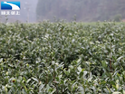 变废为宝！沼肥进茶园 种养结合效益高