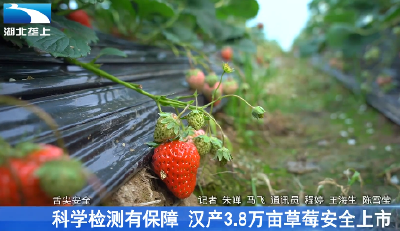 科学检测有保障 汉产3.8万亩草莓安全上市