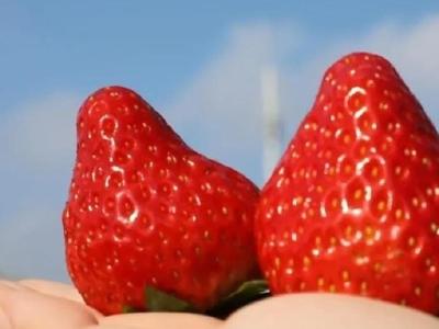 把蜂箱搬进草莓大棚，湖北江陵县这对“草莓夫妻”不简单