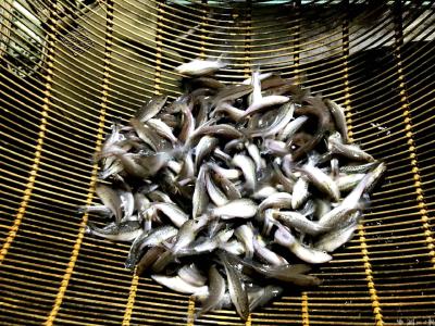 “渔”技前沿 | 鳜鱼苗种设施化高效标粗技术