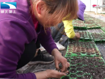 挖山药育瓜苗 冬闲时节乡亲忙不停