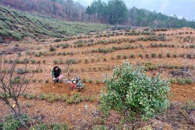 只待茶园溢新香！湖北保康九皇山村茶农管护忙