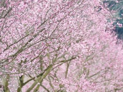 十里梅花竞开放 土家山村春意浓