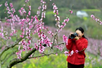 桃花朵朵开，湖北保康“赏花经济”推进乡村振兴
