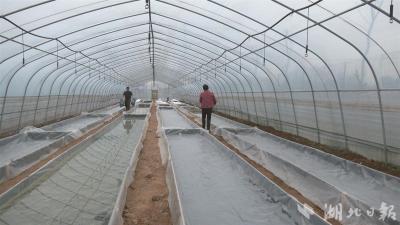 武汉新洲白前水上育苗增产又增收