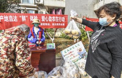 汉川滞销莲藕送到武汉市民餐桌