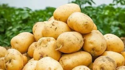 “鄂马铃薯16”入选国家农作物优良品种推广目录