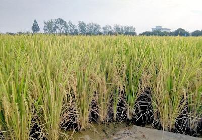 在鄂湘赣皖广受欢迎 历时5年繁育的“虾稻1号”被追捧