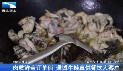 肉质鲜美订单俏 通城牛蛙直供餐饮大客户