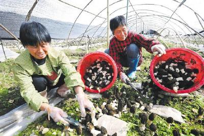 食用菌产业综合产值、出口创汇创新高 74个国家和地区恋上“湖北鲜”