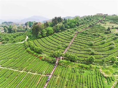 阳新茶产业带动2万农户增收