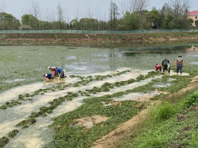 改造智慧渔场种植“净化”水草 本土“生态”小龙虾可上市了