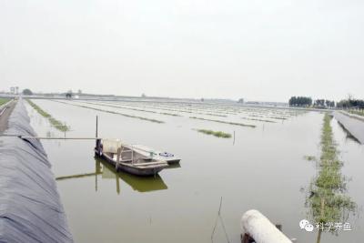 河蟹大眼幼体放苗前后管理要点，你做对了吗