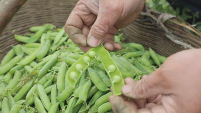 襄州：小豌豆变成致富“金豆豆”