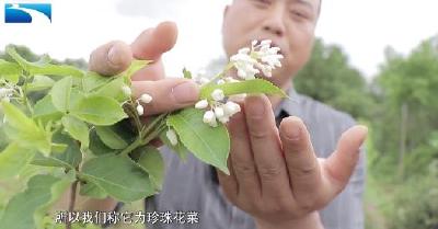 珍珠花“落户”马家岗 首批35000棵顺利“安家”