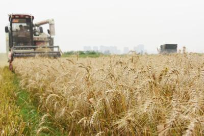 示范田亩产最高576.1公斤 曾都稻茬小麦突破增产瓶颈
